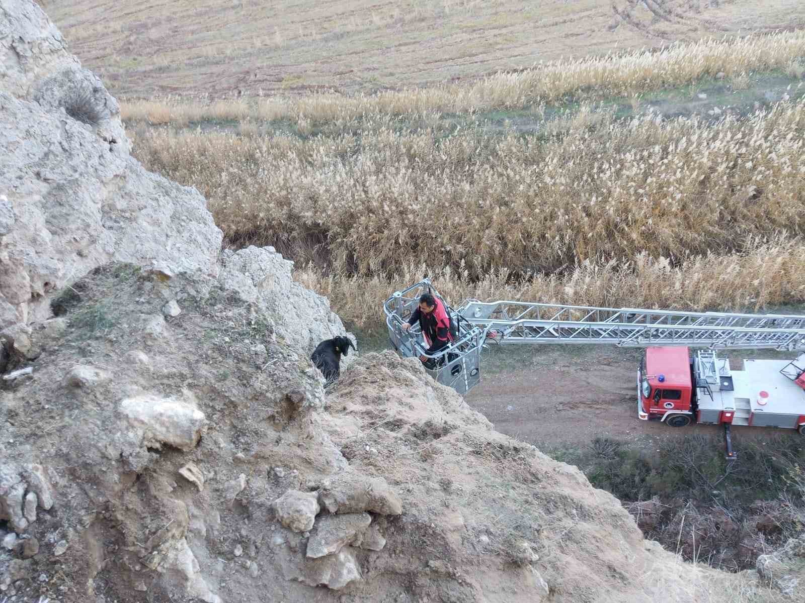 Uçurumda mahsur kalan keçileri itfaiye kurtardı