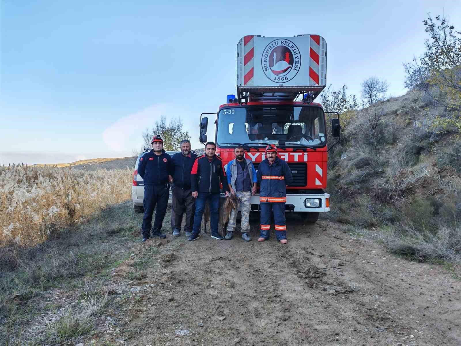 Uçurumda mahsur kalan keçileri itfaiye kurtardı
