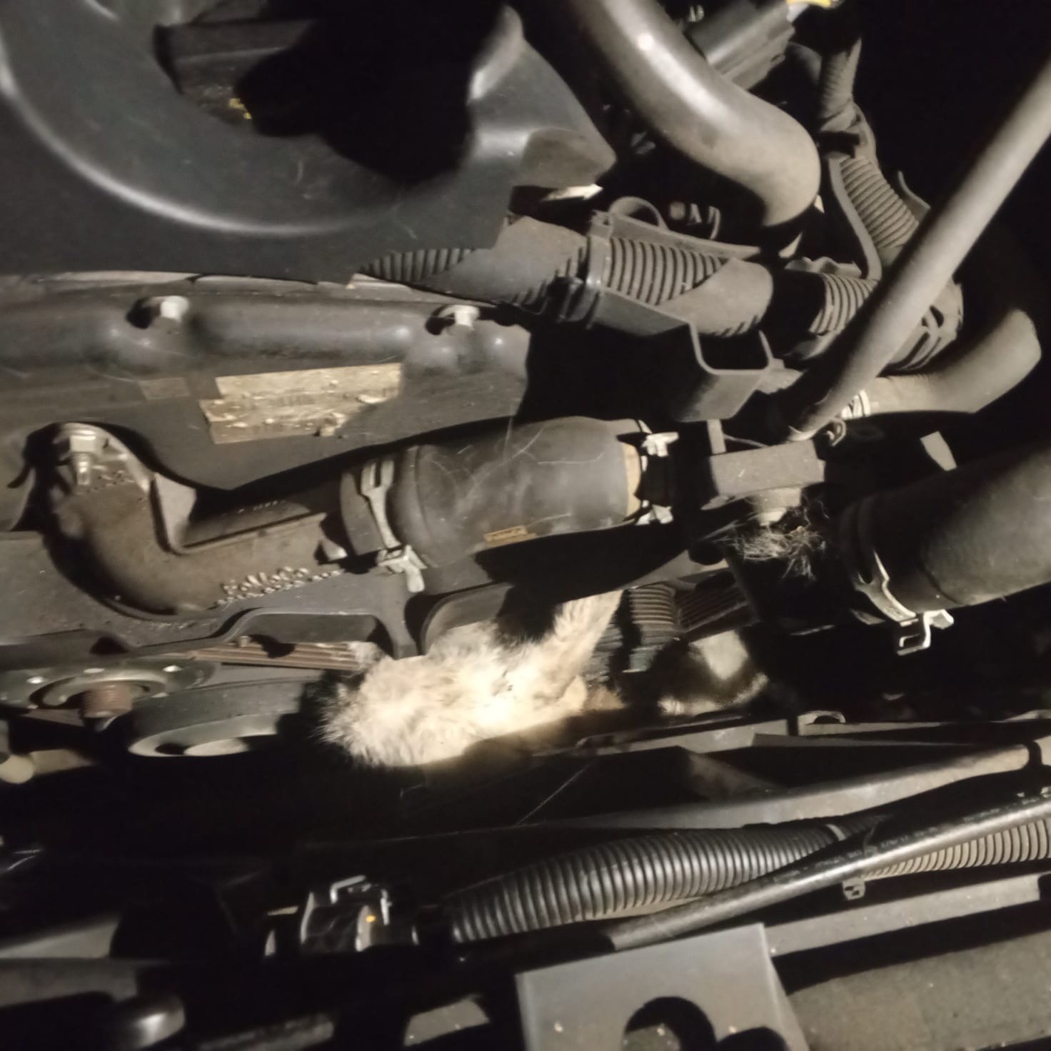 Minibüsün motoruna sıkışan kedi kurtarıldı