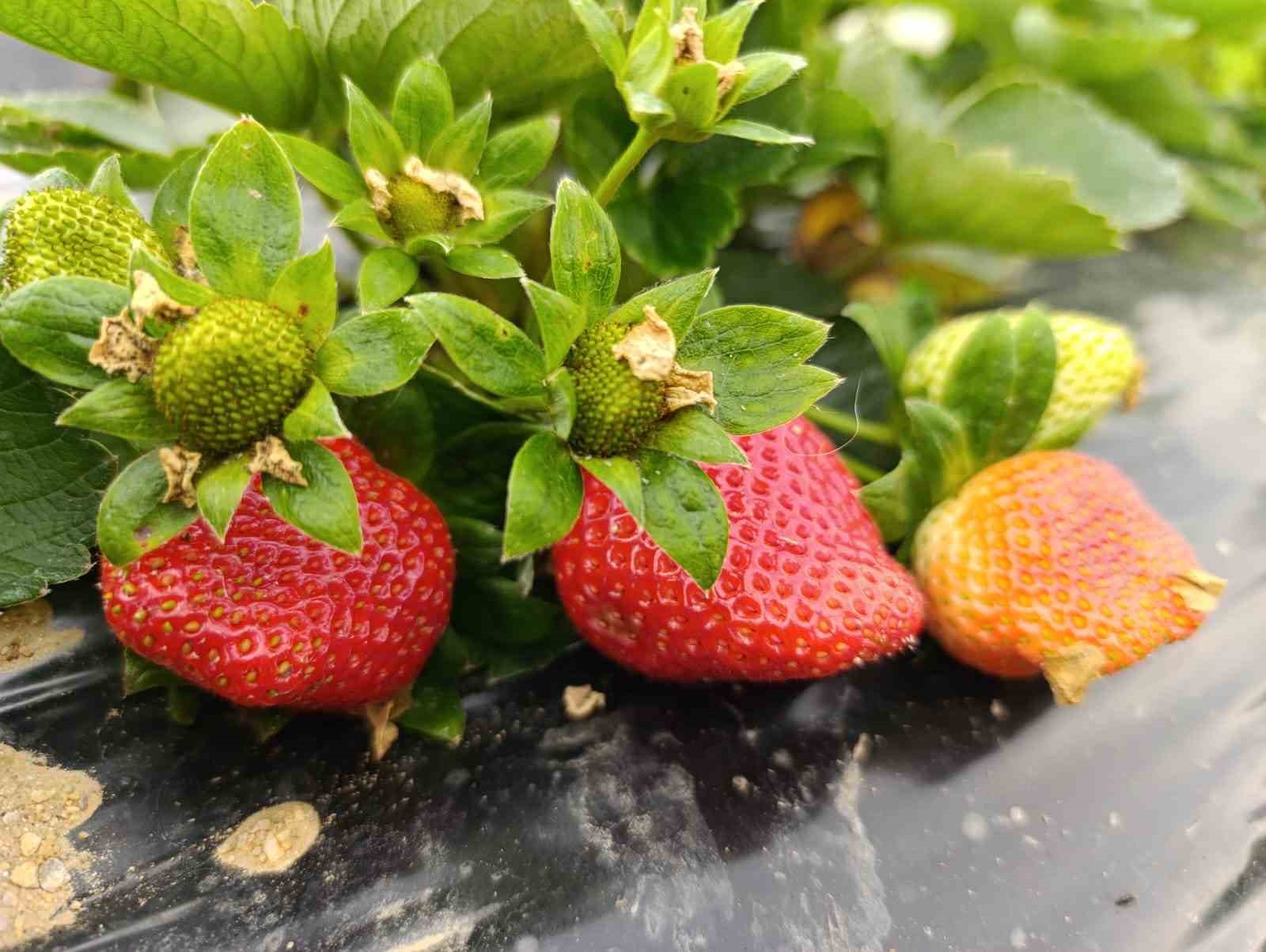 Köprübaşı’nda kış çileği 200 TL’den alıcı buluyor
