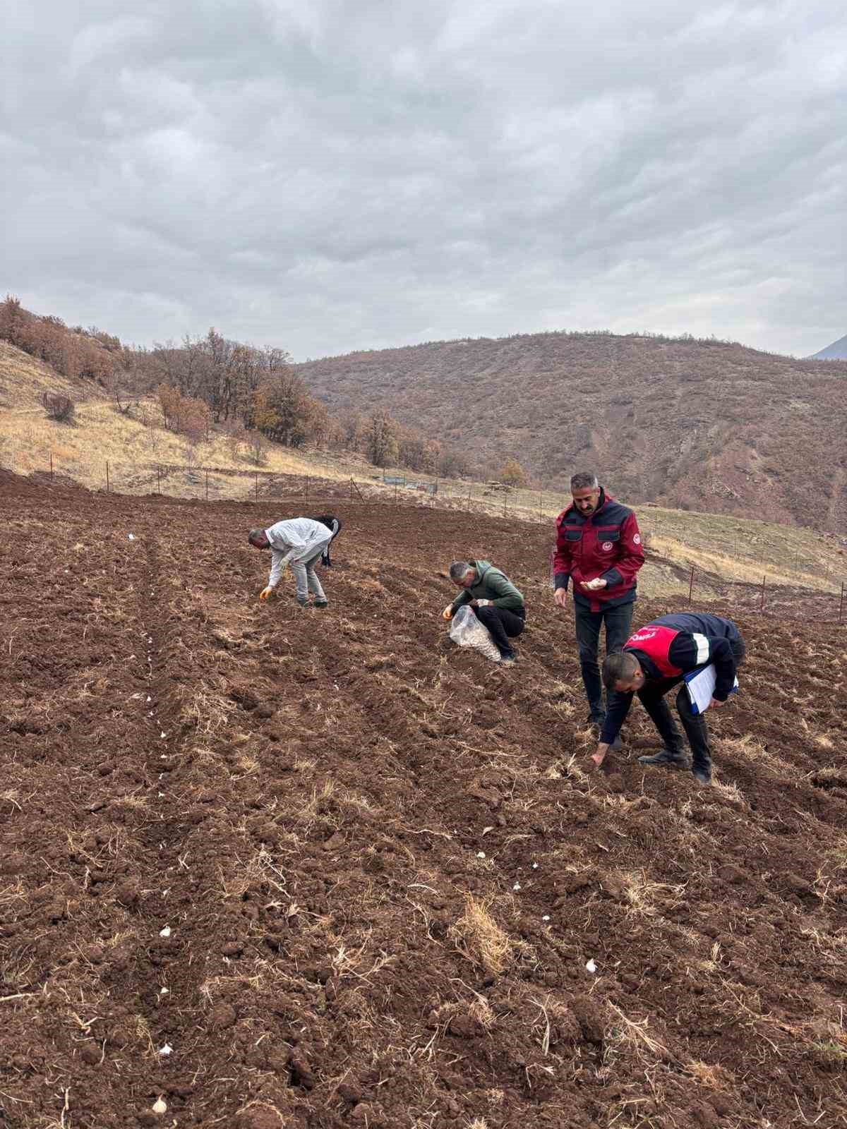 Tunceli’nin 4 ilçesinde sarımsak ekimi yapıldı
