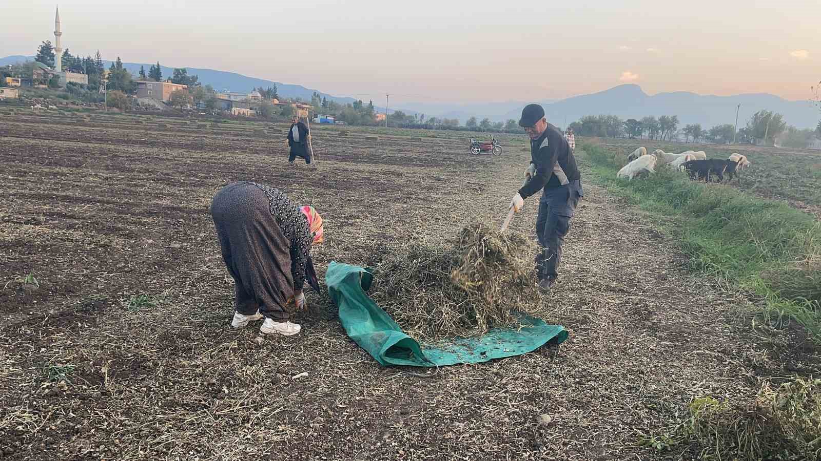 Osmaniye’nin altın ürünü yer fıstığı, hayvan yemi olarak da değerlendiriliyor