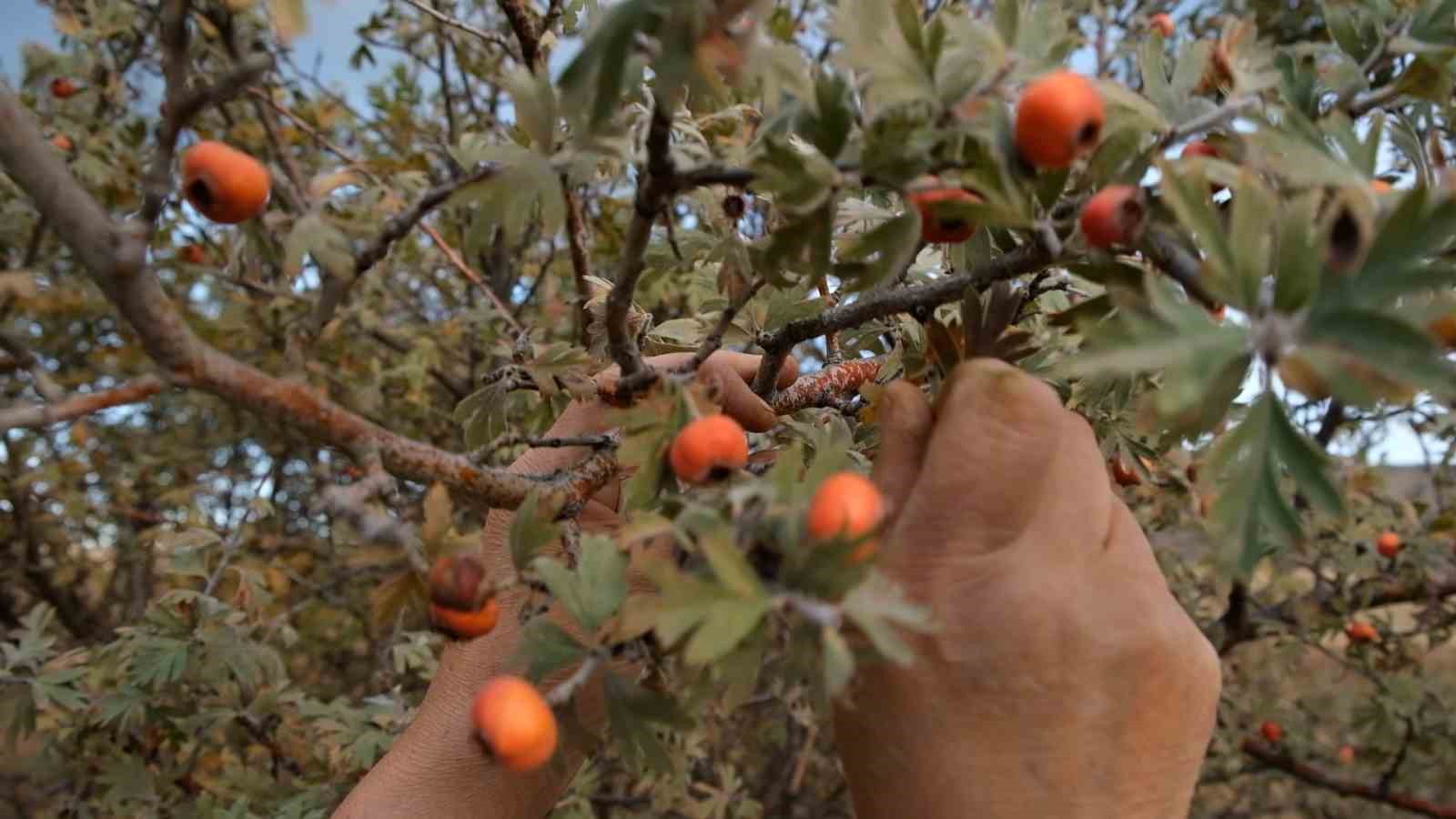 Alıç meyvesine vatandaşlar ilgi gösteriyor
