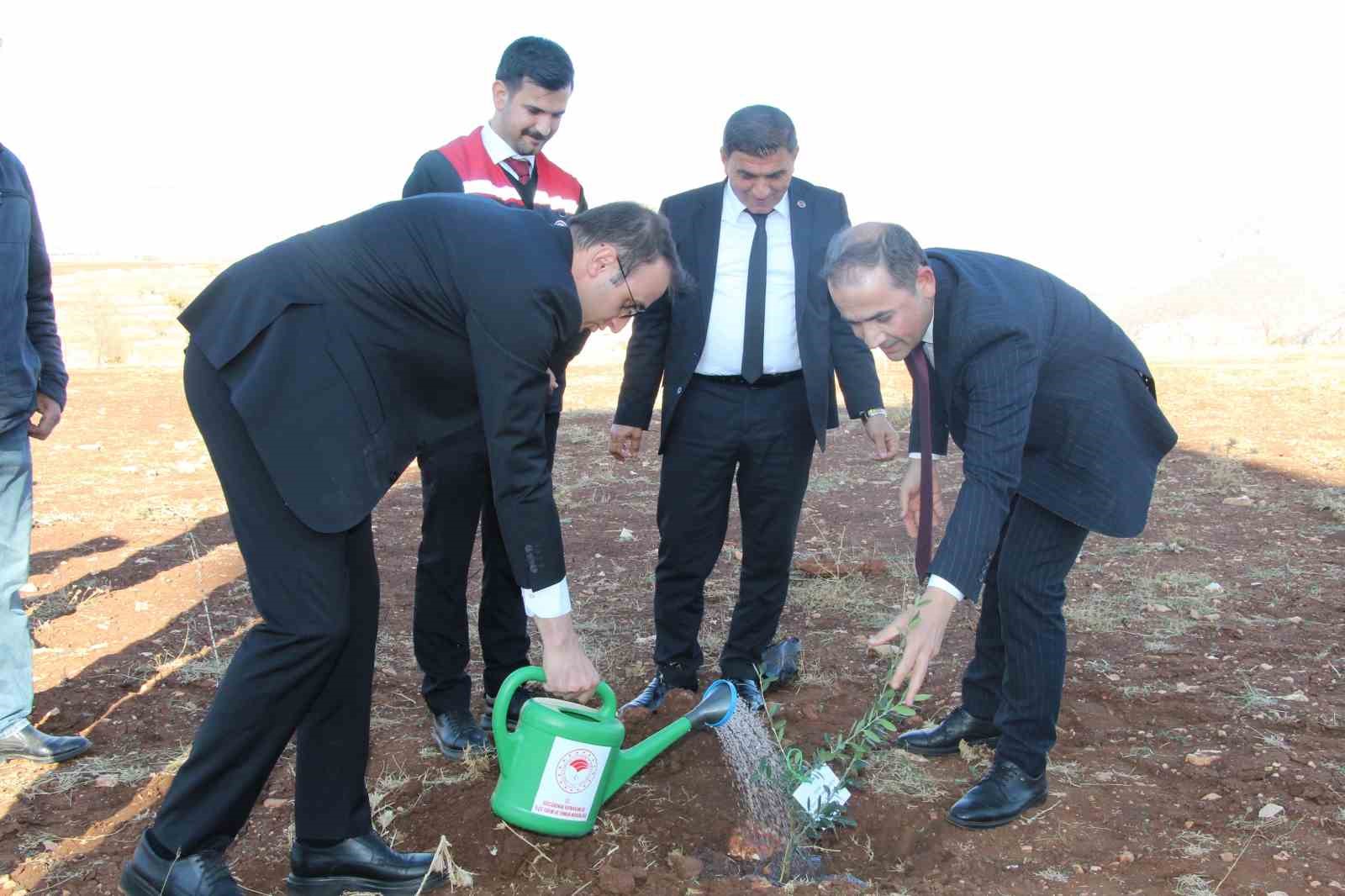 Çiftçilere 4 bin zeytin fidanı dağıtıldı
