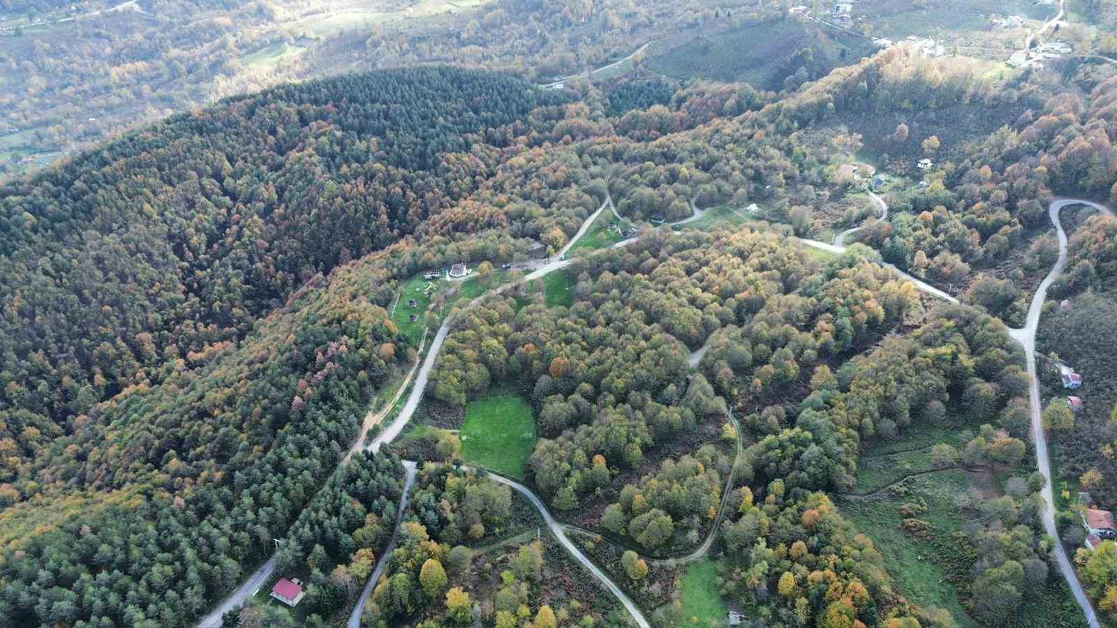 Düzce ormanlarında "renk cümbüşü" yaşanıyor