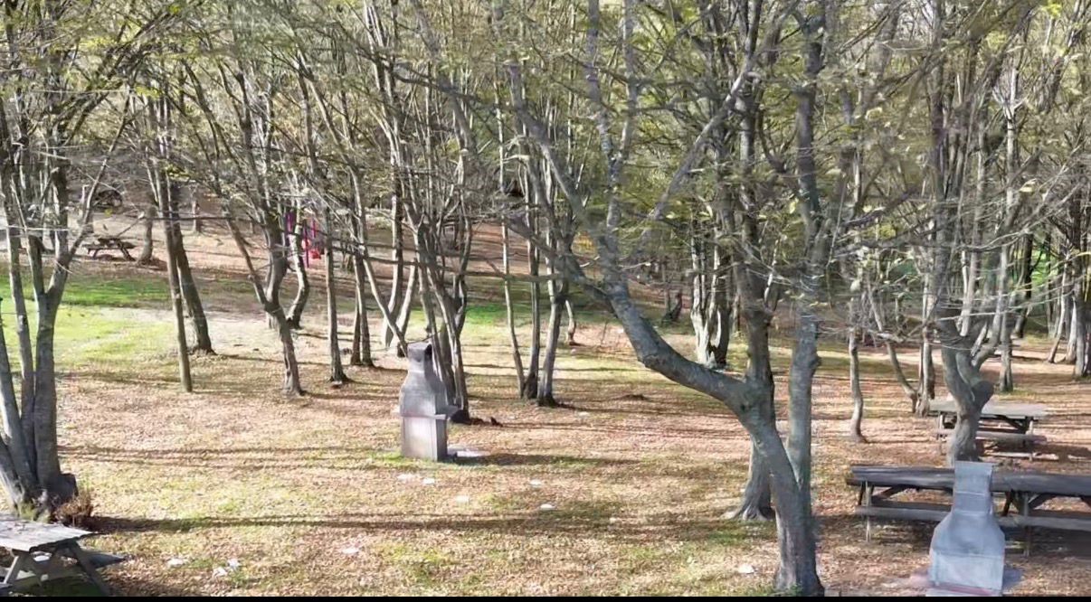 Düzce ormanlarında "renk cümbüşü" yaşanıyor
