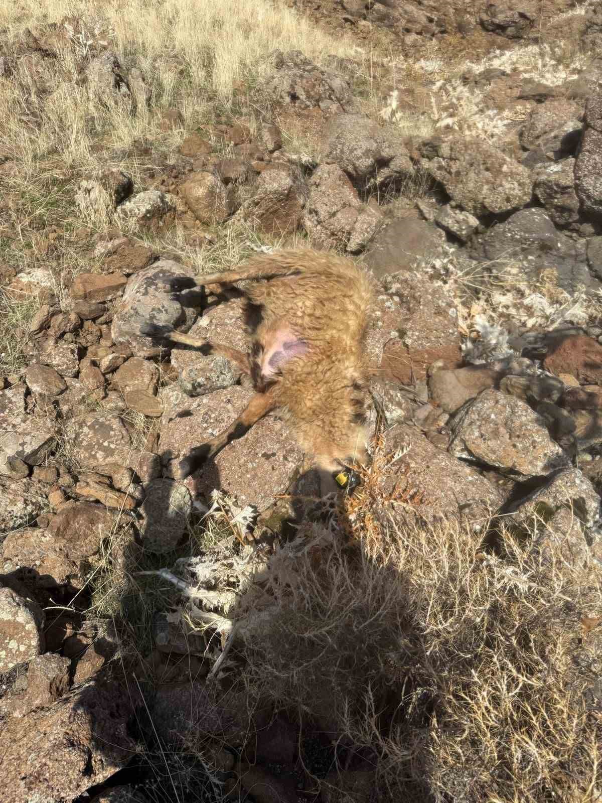 Sürüden ayrılan koyunları kurt kaptı: 28 koyun telef oldu