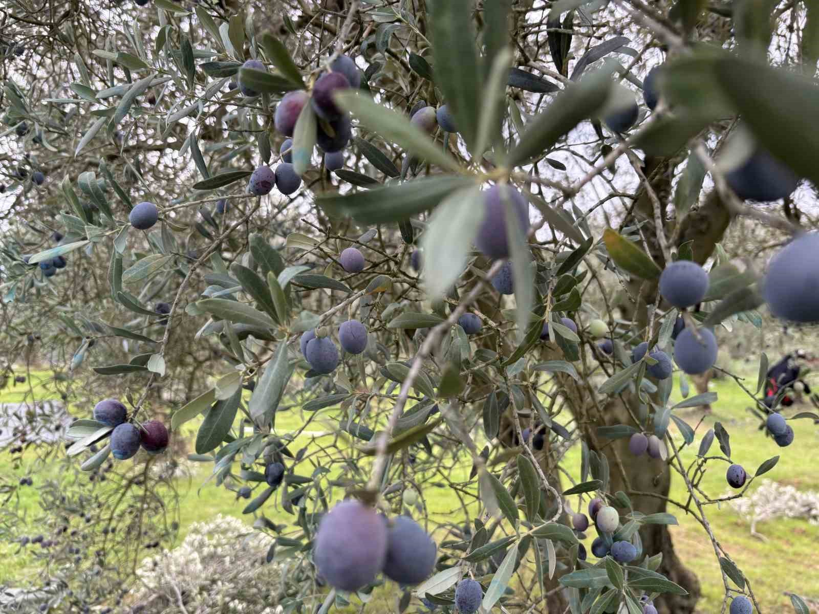 Orta Sakarya Vadisi’ndeki mikroklima etkisine sahip Osmaneli’nde zeytinler hasat sona erdi
