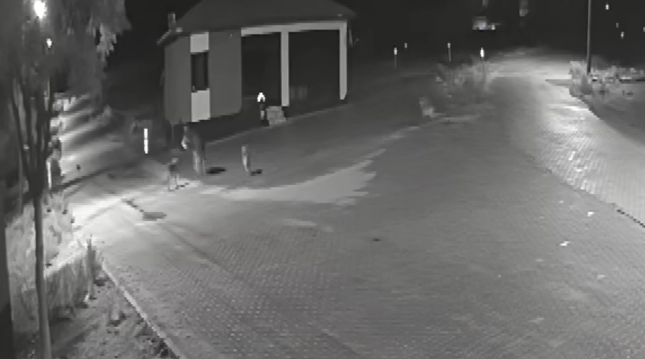 Aç kalan kurtlar mahalleye inerek eşeğe saldırdı
