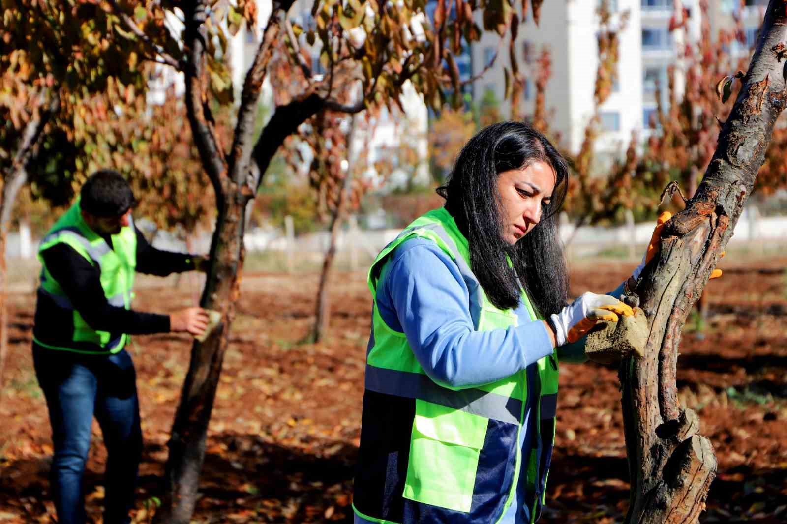 DBB özel yöntemlerle ağaçları tedavi ediyor
