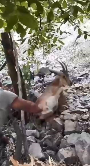 Bahçede uyuyakalan yaban keçisini "Kalk kızım" diyerek uyandırdı