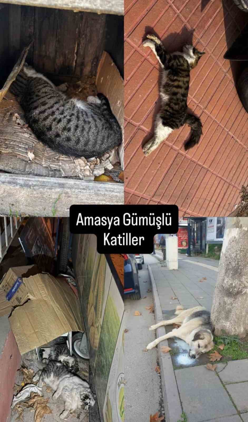 Amasya’da şehrin göbeğinde köpek ve kediler ölü bulundu
