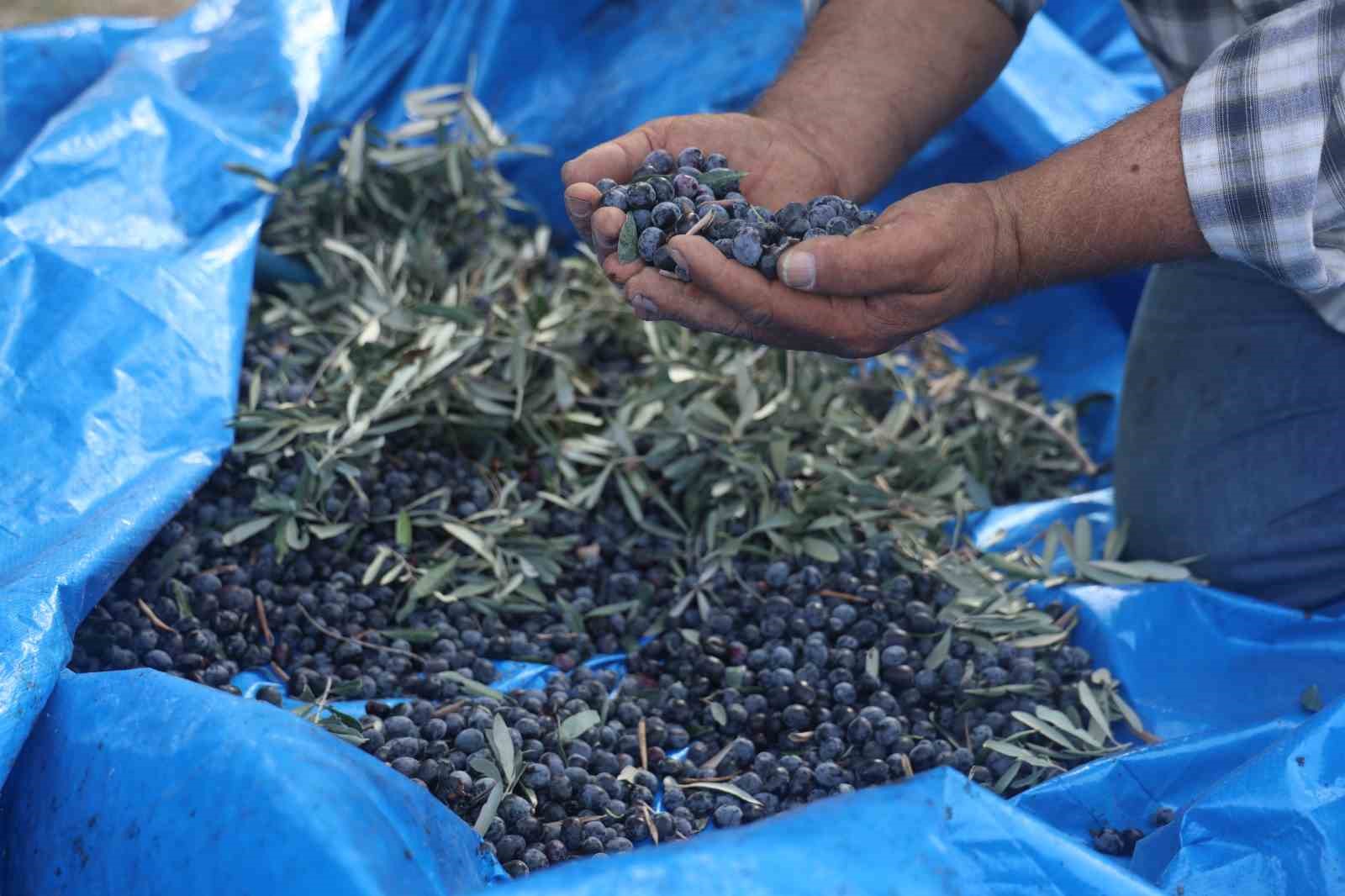 Kuraklık zeytin hasadında yağ verimini olumsuz etkiledi
