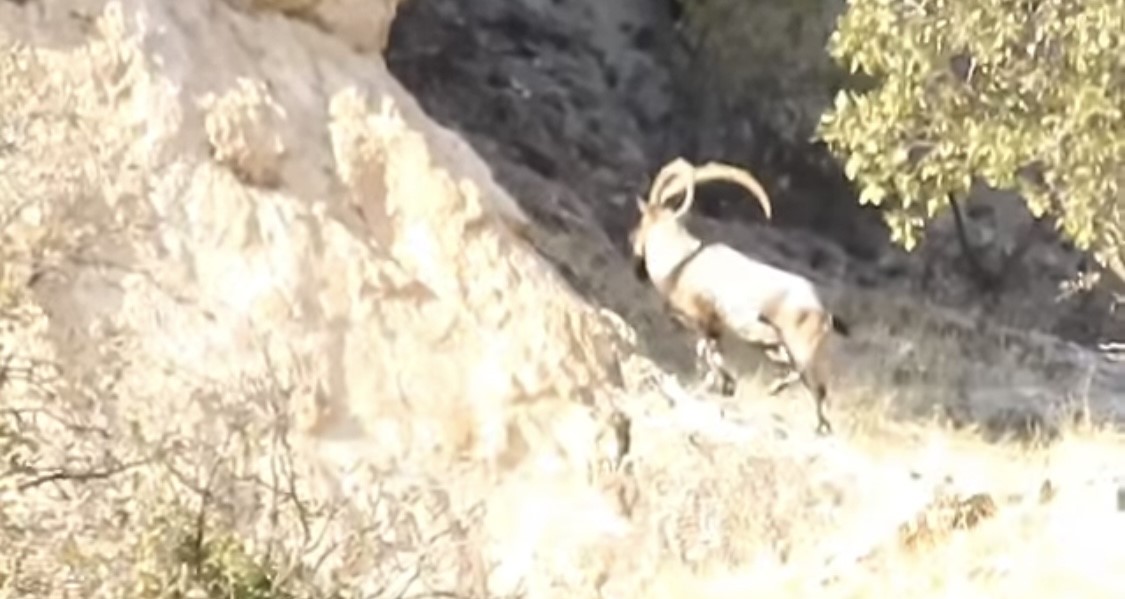 Diyarbakır’da koruma altındaki dağ keçileri görüntülendi
