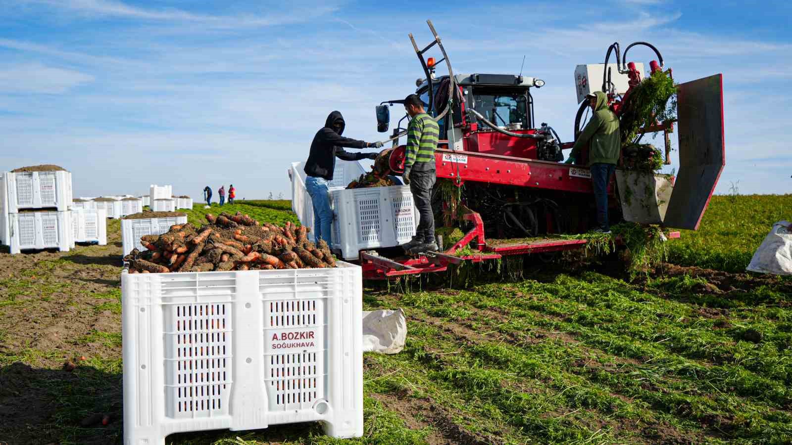 Beypazarı’nda hummalı havuç mesaisi başladı: Dönüme 10 ton ürün bekleniyor
