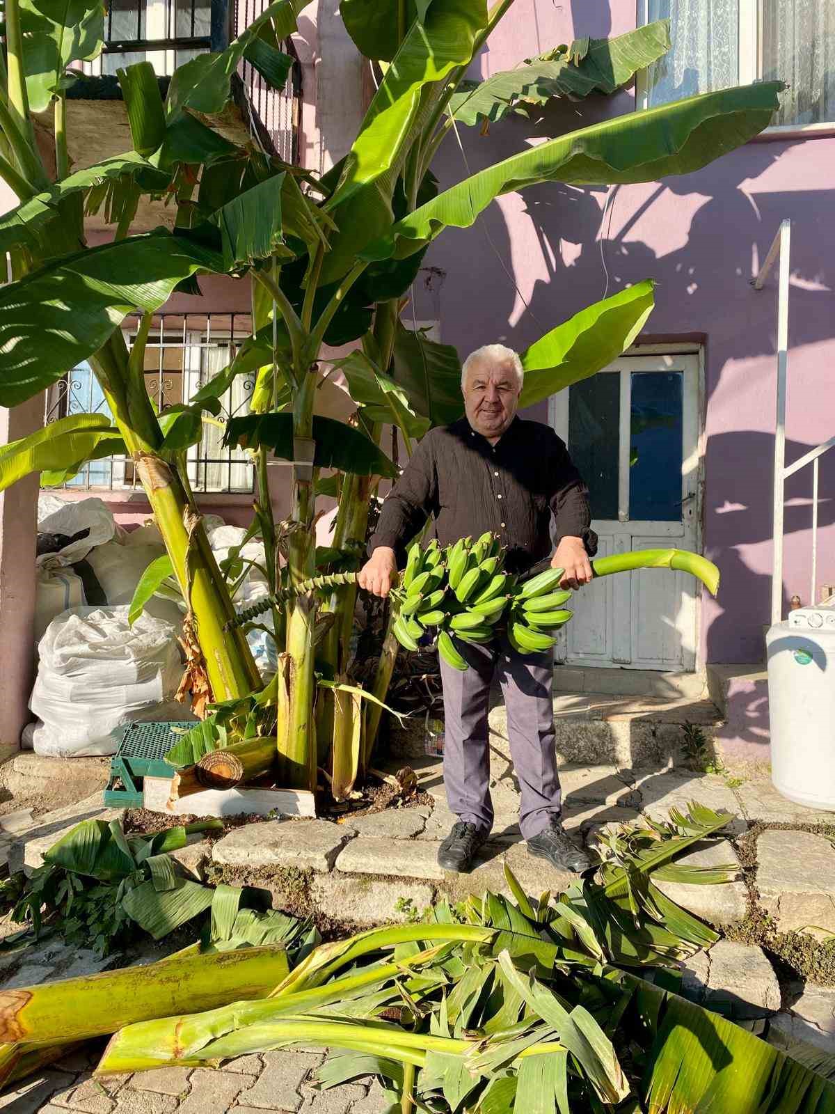 İnat etti, 70 rakımda muz hasadı yaptı
