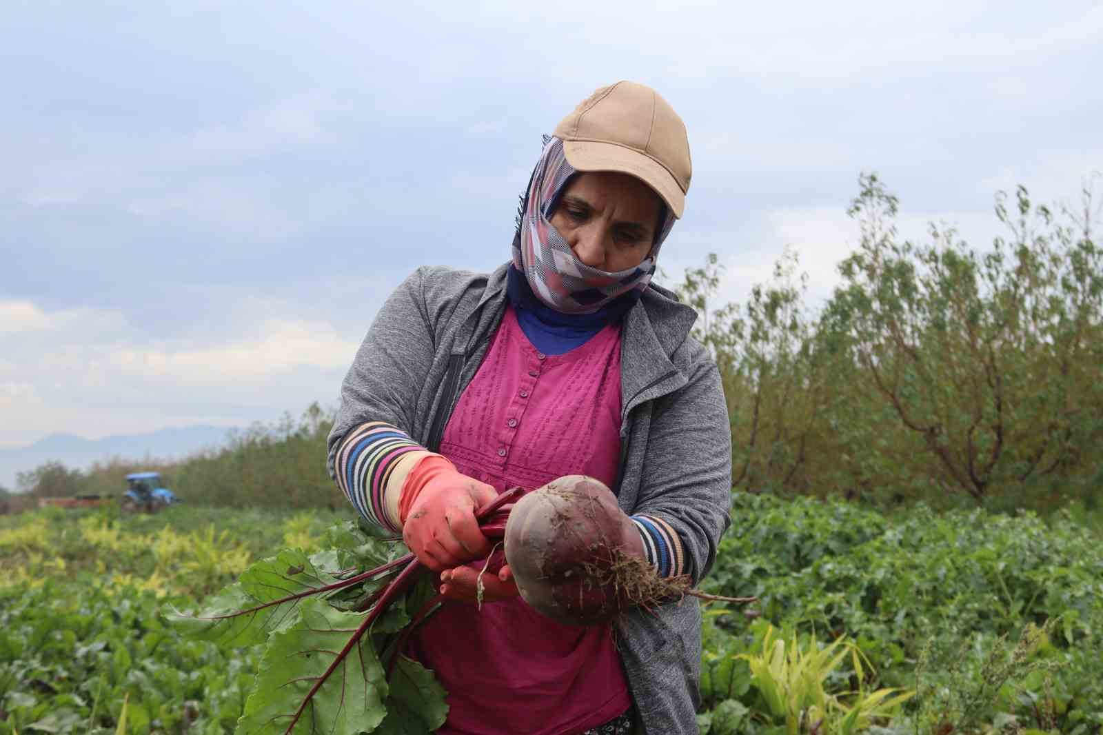 İzmir’in bereketli topraklarında ‘Kırmızı elmas’ mesaisi
