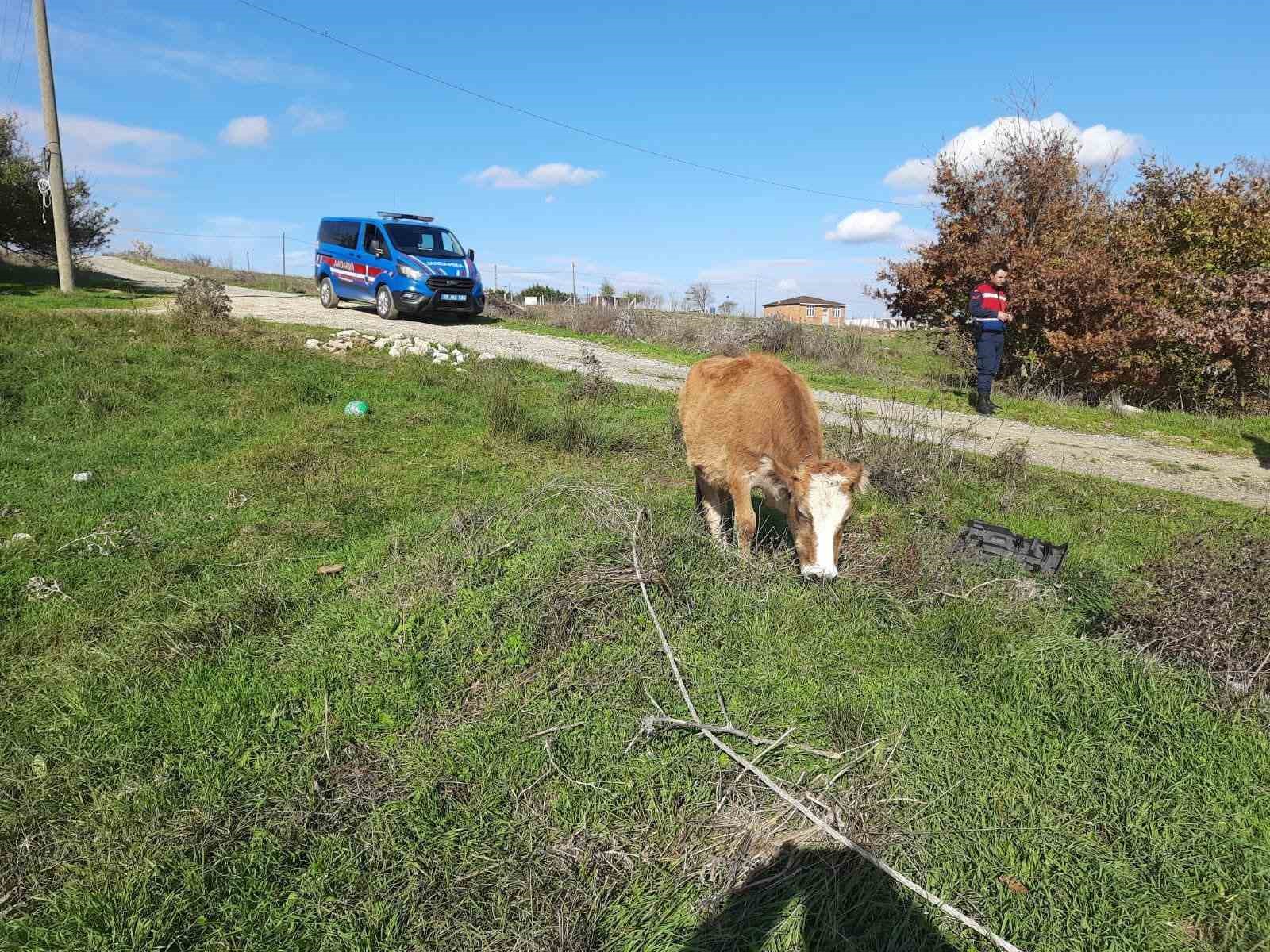 Saray’da kaçak yollarla getirilen 9 büyükbaş hayvan kesime gönderildi