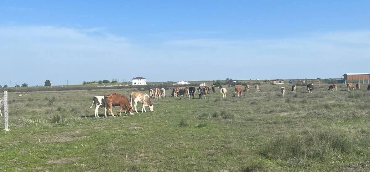 Saray’da kaçak yollarla getirilen 9 büyükbaş hayvan kesime gönderildi
