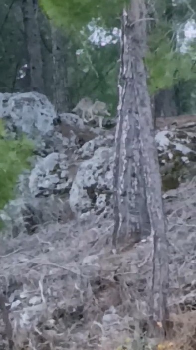 Alanya’da yerleşim alanına yakın bölgede kurt görüntülendi

