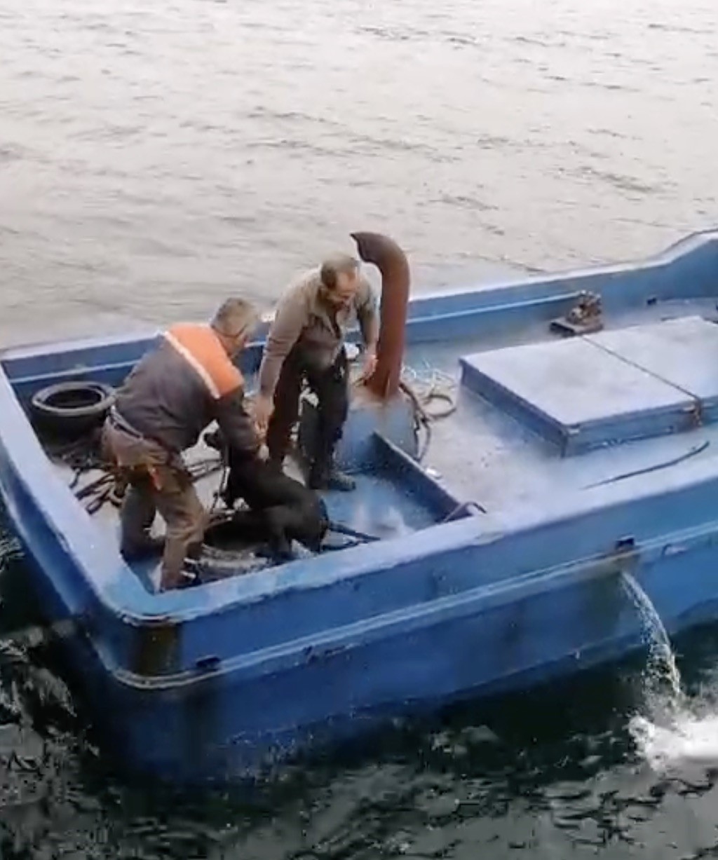 Lapseki’de iskelede denize düşerek sürüklenen köpeğin yardımına balıkçılar yetişti
