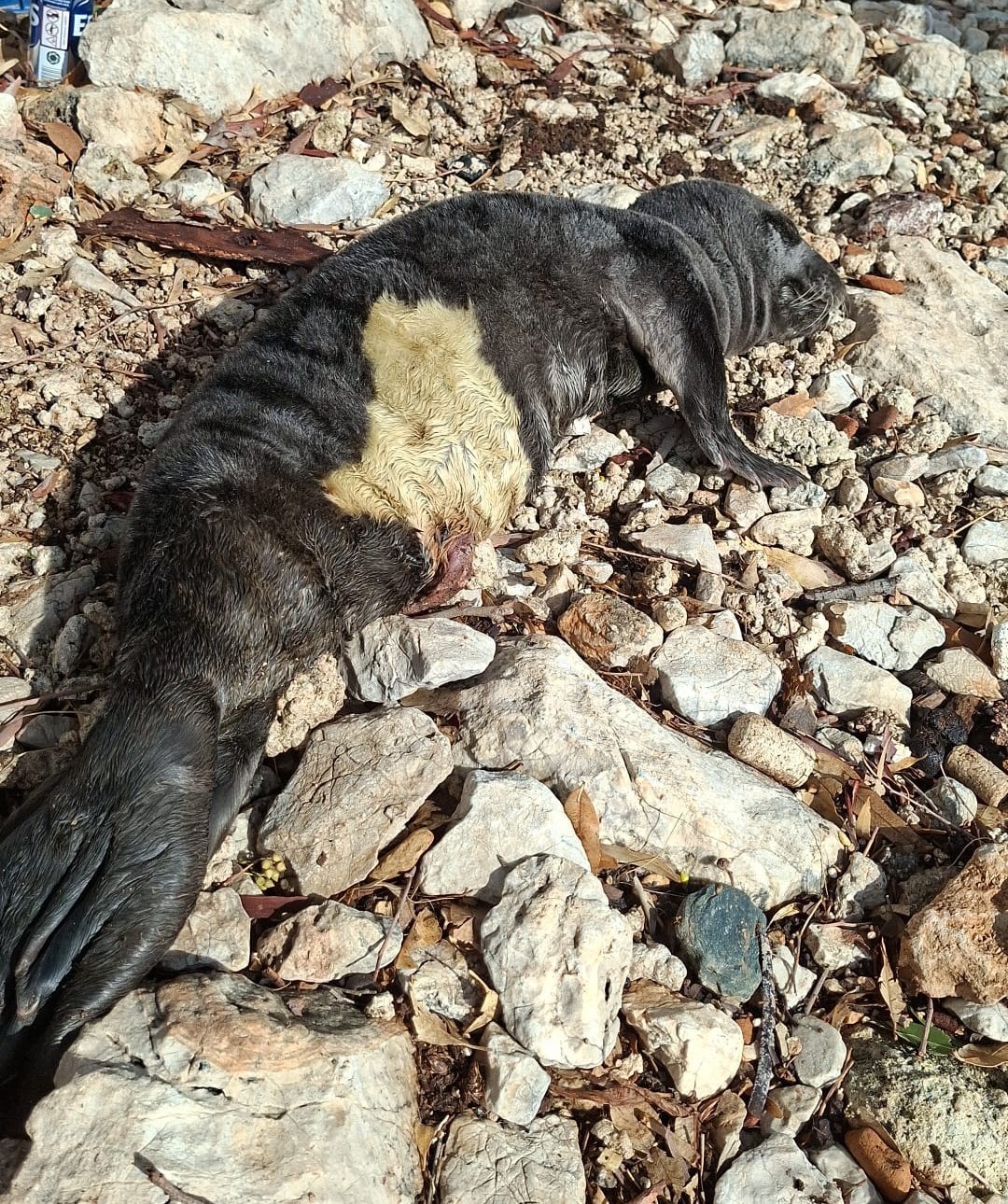 Yavru foka balıkçı şefkati: "Seni iyileştireceğiz evlat"