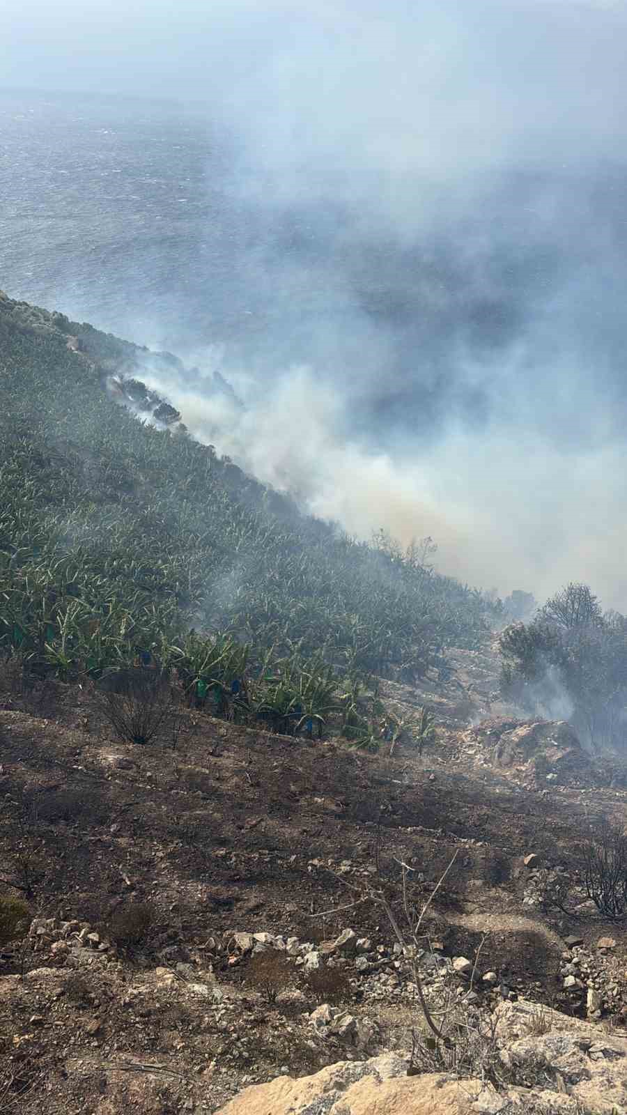 Antalya’da muz bahçesinde yangın
