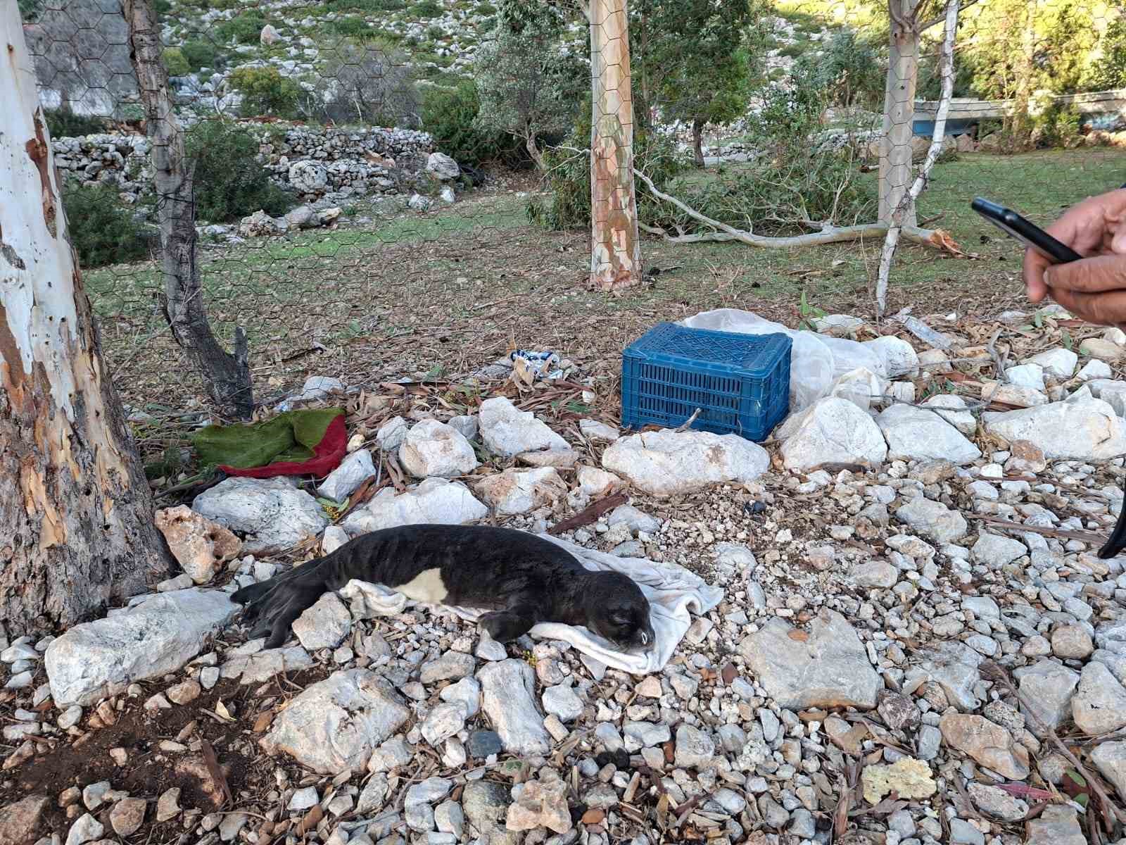 Balıkçıların kurtardığı yavru Akdeniz Foku yetkililere teslim edildi
