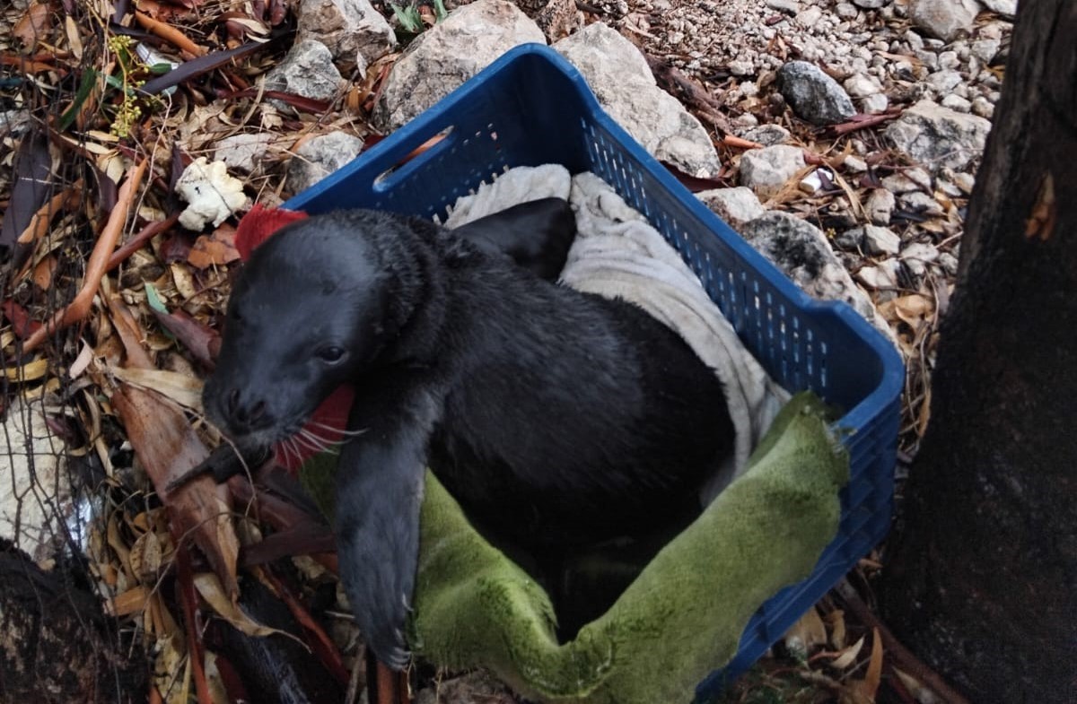 Yavru foka balıkçı şefkati: "Seni iyileştireceğiz evlat"