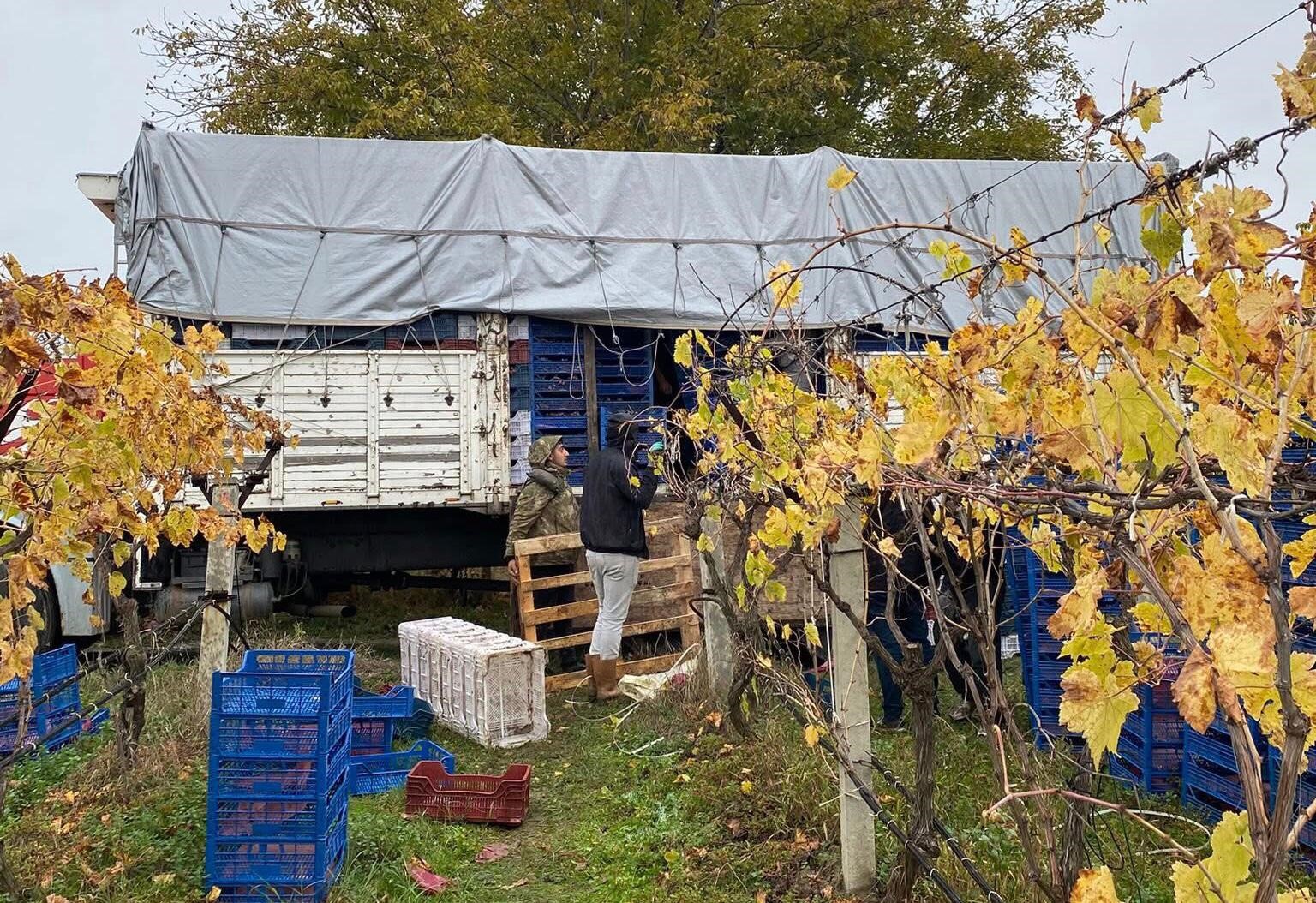 Sarıgöl’de üzüm hasadı devam ediyor