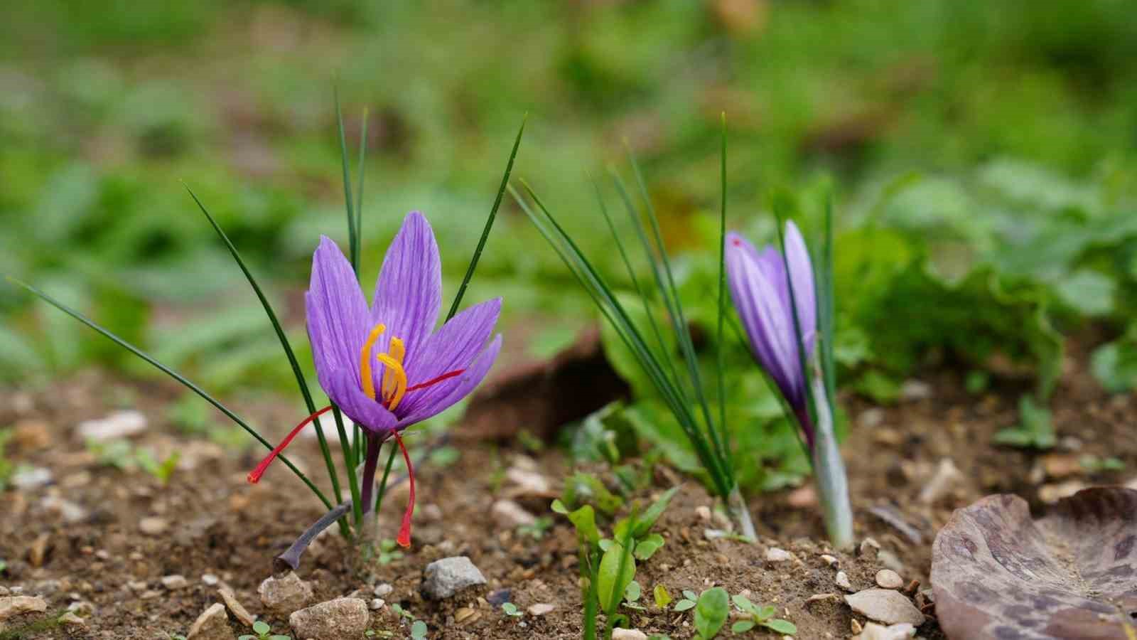 Safranın s&uuml;rd&uuml;r&uuml;lebilirliği i&ccedil;in KB&Uuml;&rsquo;den akademik destek
