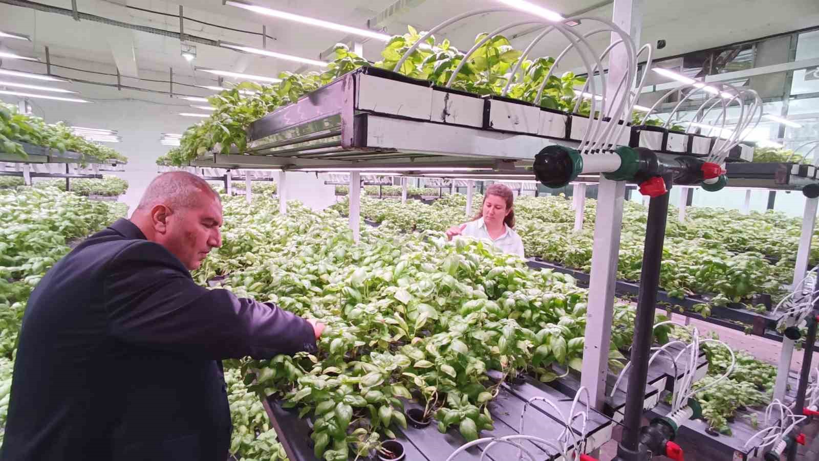 Batman’a eksi birinci katta 30 milyonluk "dikey tarım" yatırımı