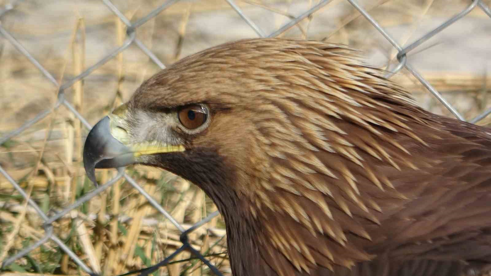 Van’da tedavi edilen yırtıcı kuşlar doğal yaşam alanına salınıyor