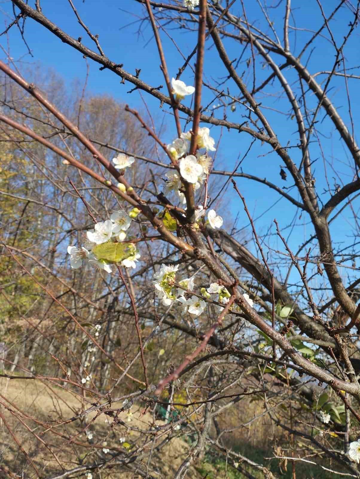 Erik ağacı Aralık ayında çiçek açtı