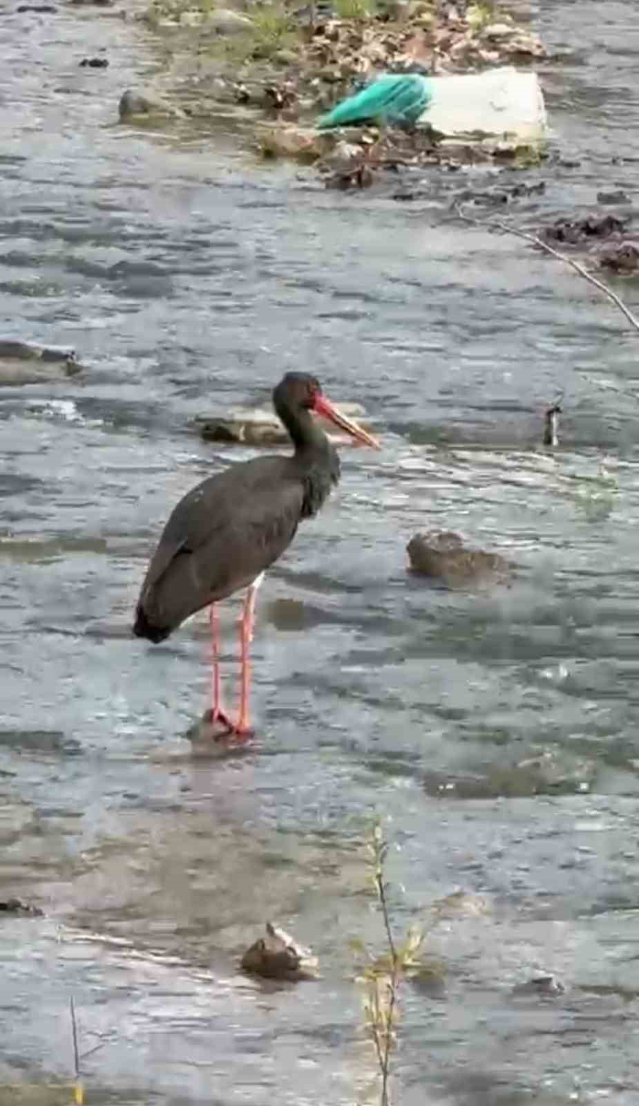 Türkiye’de nadir görülen kara leylek Karabük’te görüldü