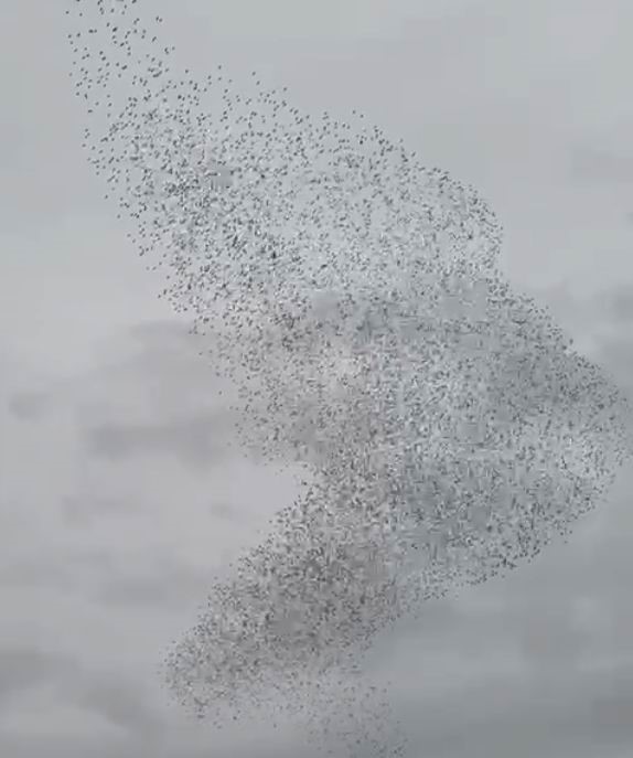 Karapınar’da sığırcık kuşları görsel şölen oluşturdu