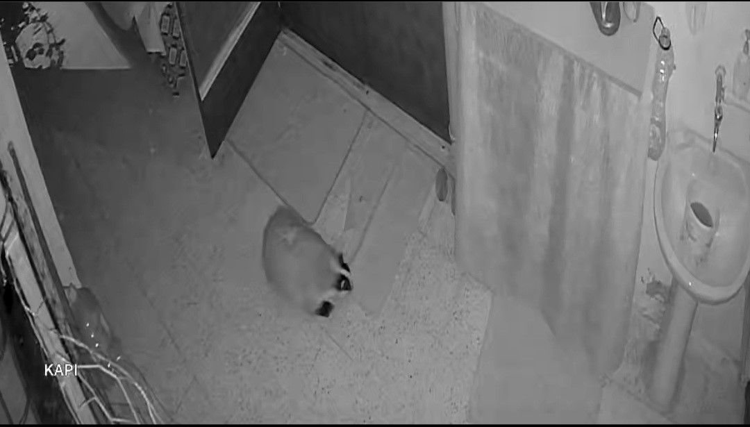 Kedilerinin mamasına dadanan porsuk için evine alarm sistemi kurdu