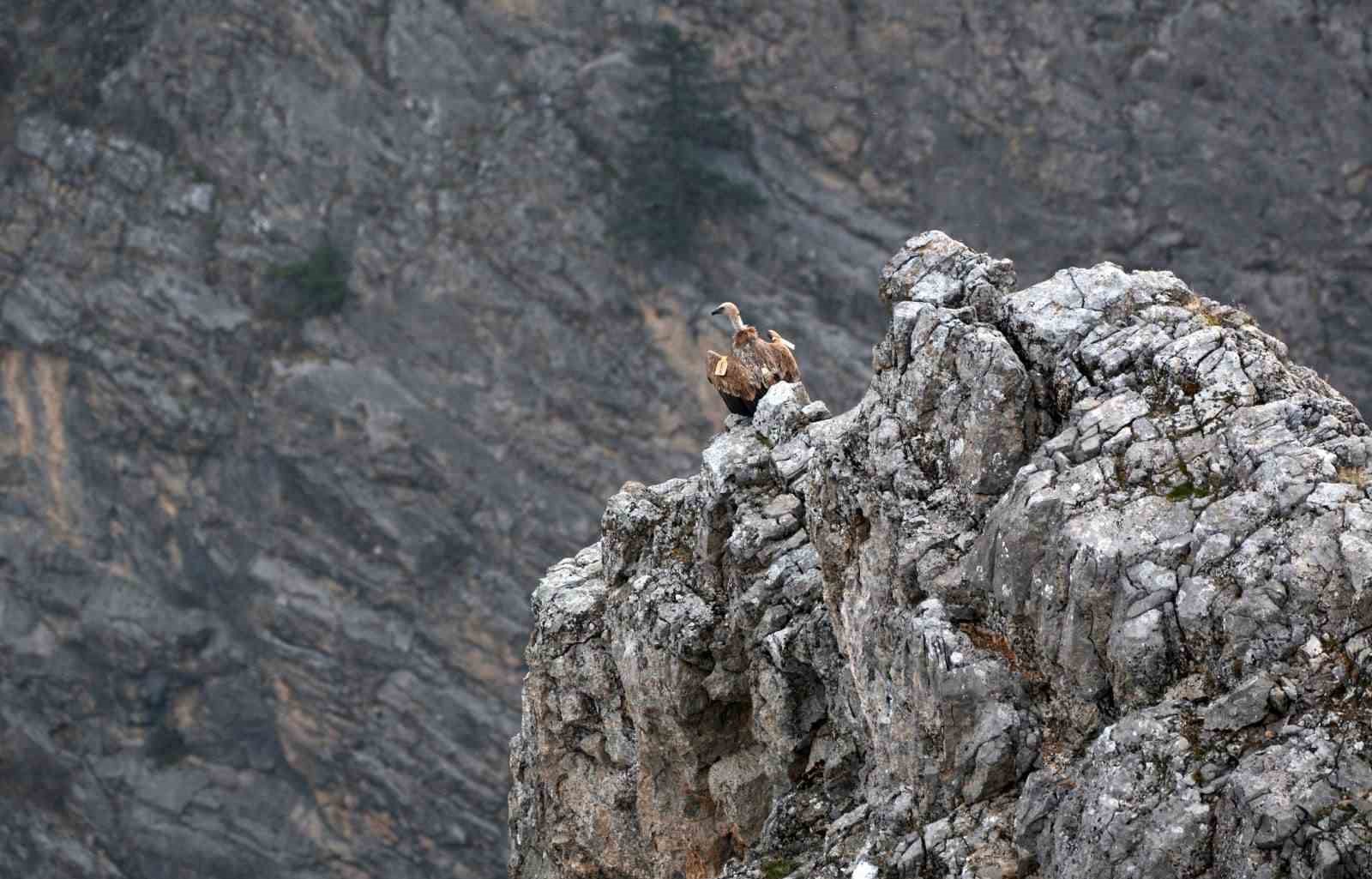 Kemaliye&rsquo;de g&ouml;&ccedil;men akbabalar g&ouml;r&uuml;nt&uuml;lendi
