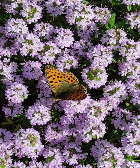 T&uuml;rkiye&rsquo;nin en zengin tıbbi aromatik merkezi Eskişehir&rsquo;de
