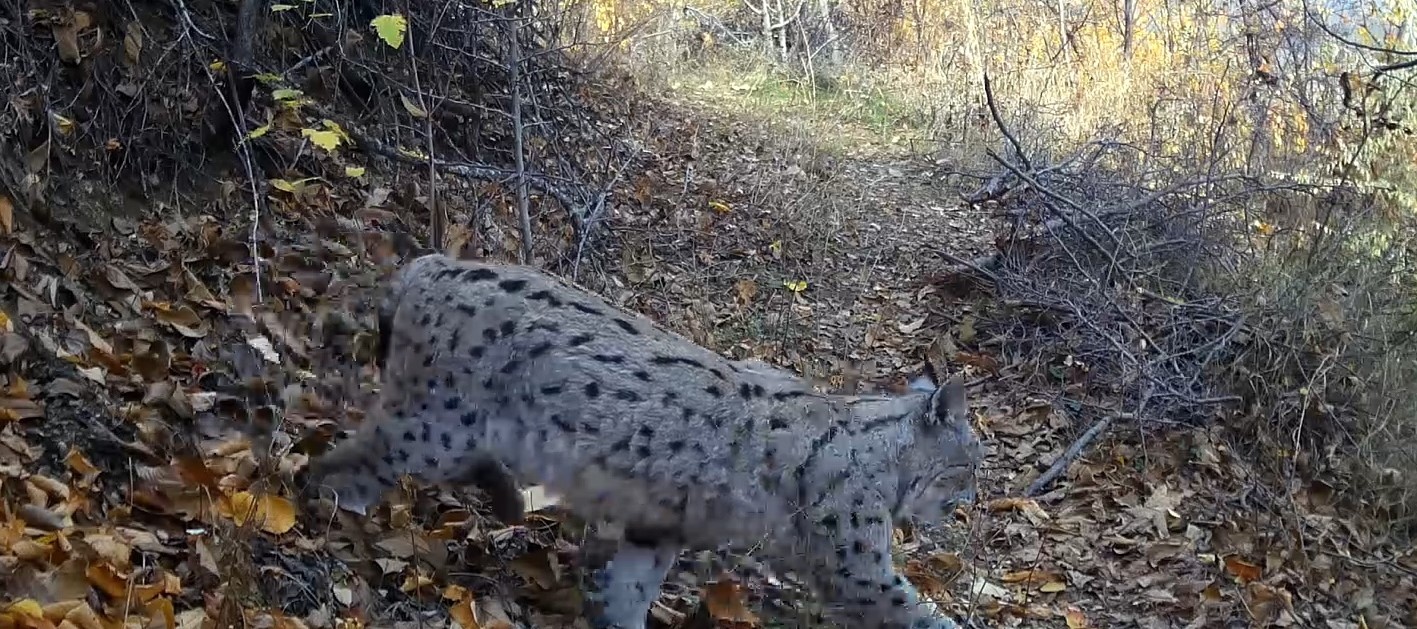 "Ormanın Hayaleti" vaşak Erzincan’da görüntülendi