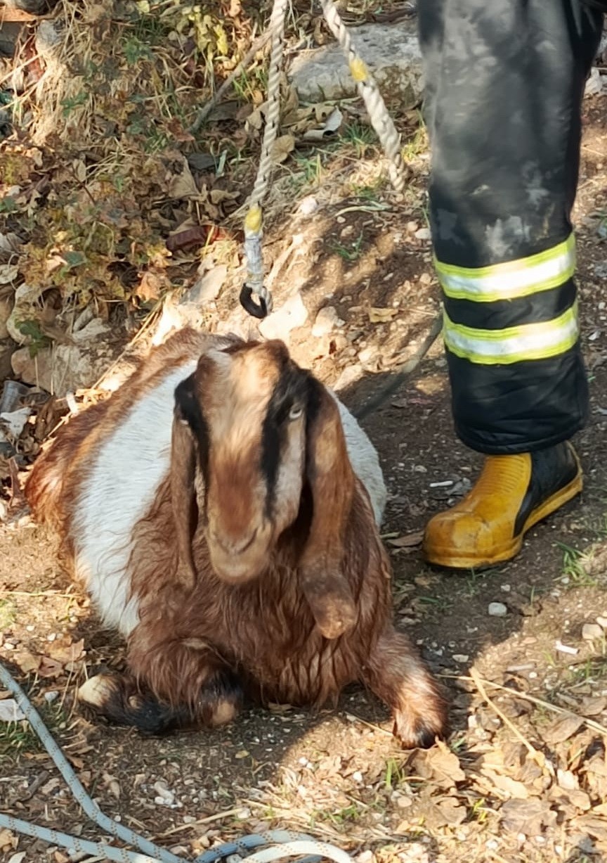 Kuyuya d&uuml;şen ke&ccedil;iyi itfaiye kurtardı
