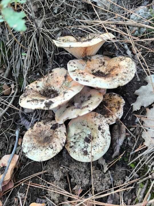 Çameli’de cintar bereketi