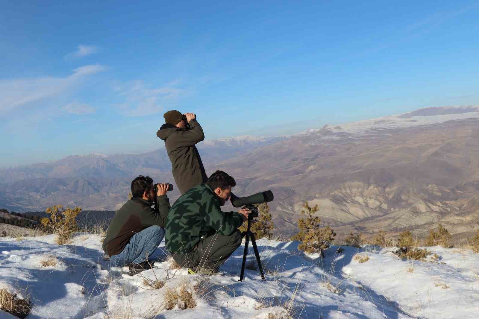 Yaban keçileri tek tek sayılıyor
