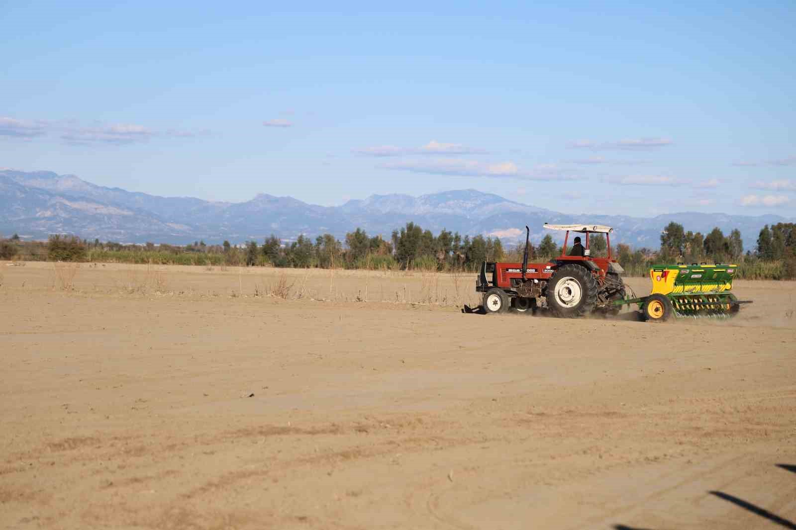 Çukurova’da buğday ekimi başladı