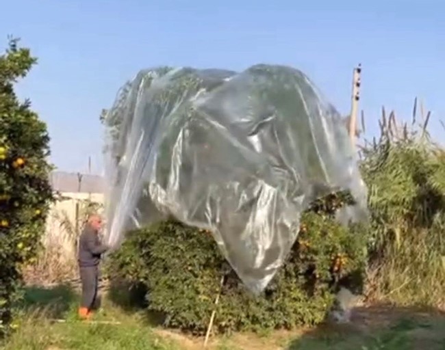 Yağmurda mandalinaya naylonlu koruma