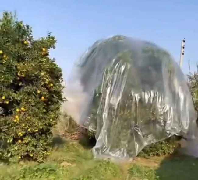 Yağmurda mandalinaya naylonlu koruma