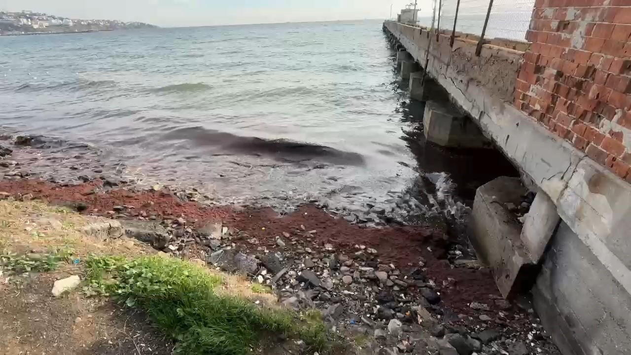 Tekirdağ’da poyraz kızıl yosun sürükledi
