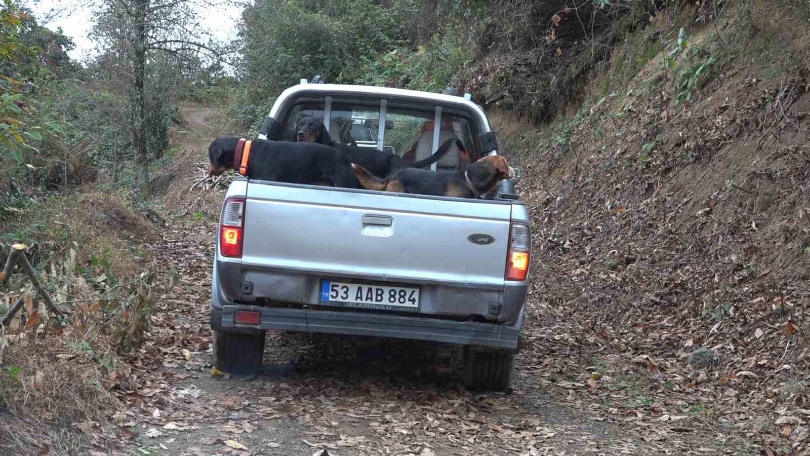 Rize’de ayı için sürek avı başlatıldı