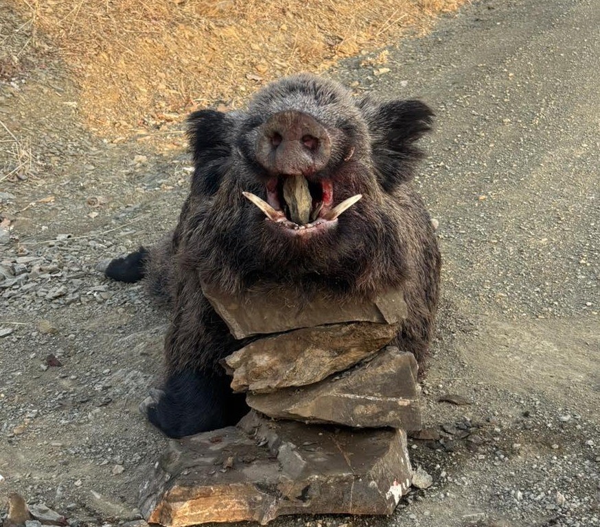 Elazığ’da avcılar 200 kiloluk domuz avladı