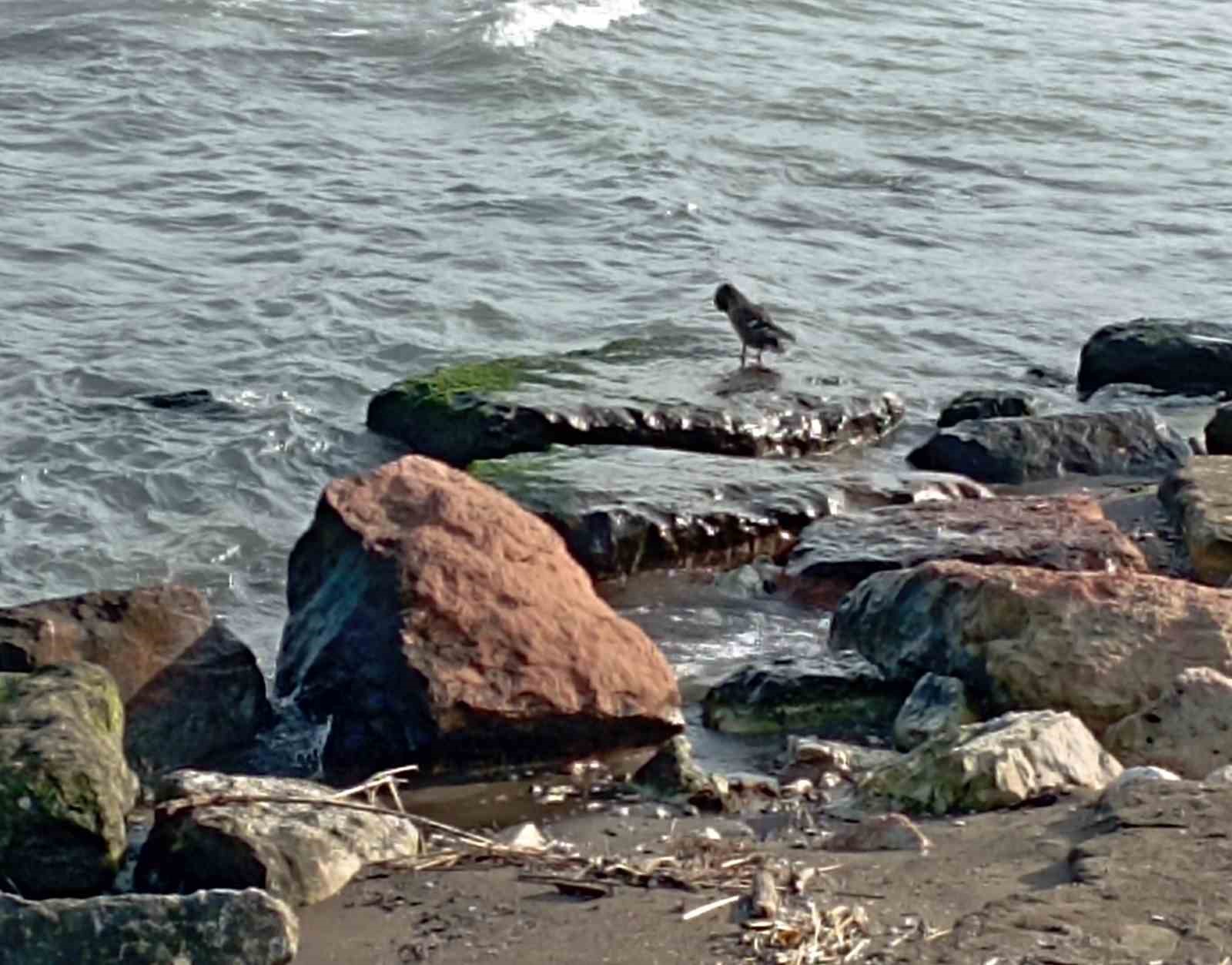 Ordu&rsquo;da yaban &ouml;rdekleri ş&ouml;leni: 11 kuşluk s&uuml;r&uuml; g&ouml;r&uuml;nt&uuml;lendi
